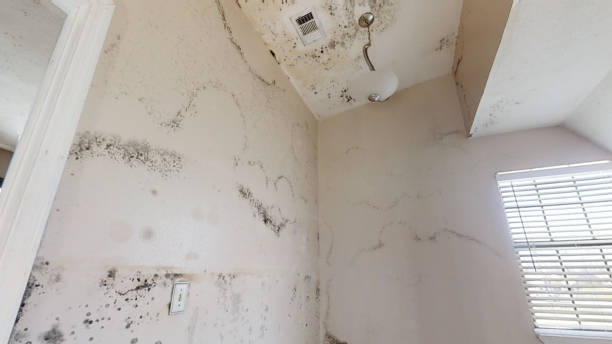Best Post-Construction Mold Inspection  in Santa Moni, CA