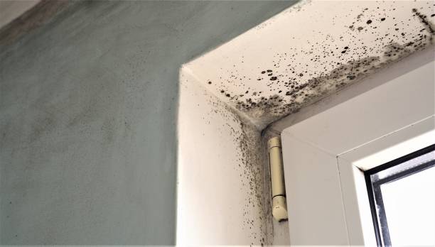 Best Mold Remediation for Healthcare Facilities  in Santa Moni, CA