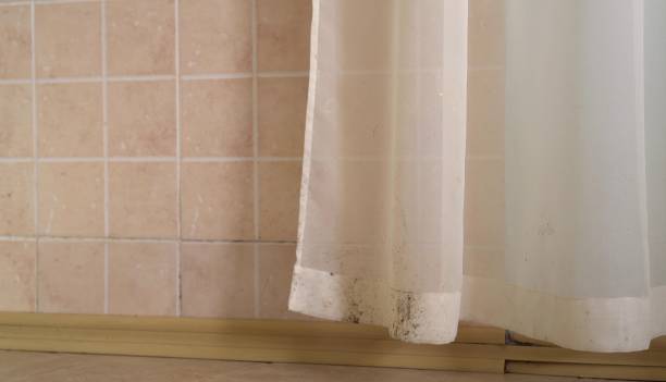 Best Attic Mold Removal  in Santa Moni, CA