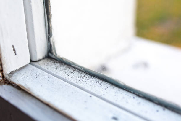 Best Forensic Mold Investigation  in Santa Moni, CA