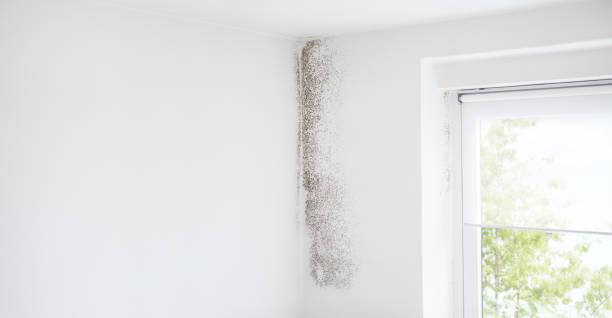 Best Post-Construction Mold Inspection  in Santa Moni, CA