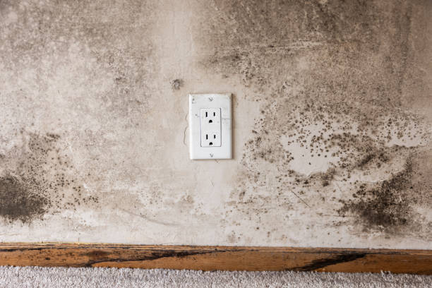Best Water Damage & Mold Remediation  in Santa Moni, CA