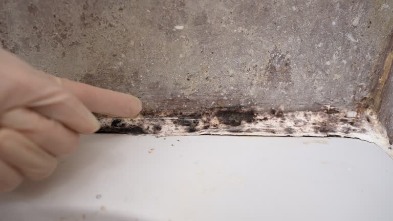 Best Mold Documentation for Insurance Claims  in Santa Moni, CA