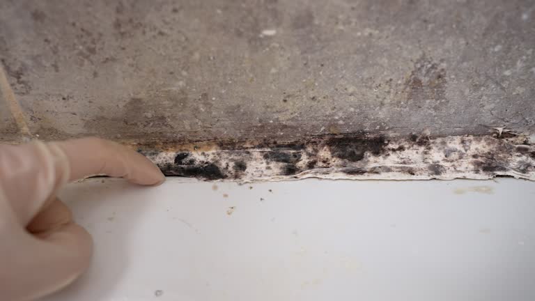Best Residential Mold Inspection & Testing  in Santa Moni, CA
